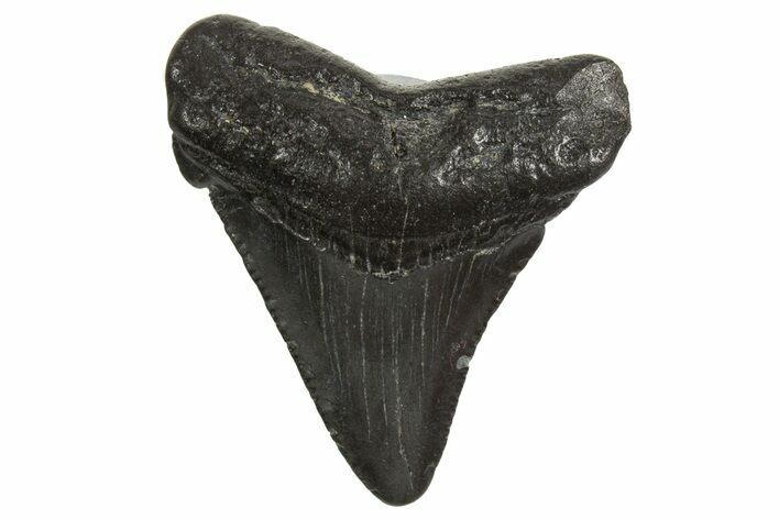 Juvenile Megalodon Tooth - South Carolina #340584